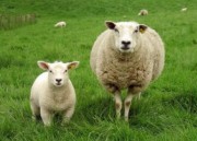农业农村部：全国羊遗传改良计划(2021-2035年)正式发布