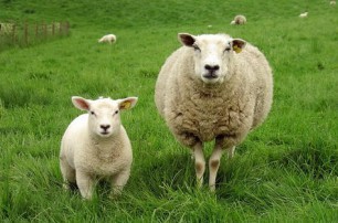 农业农村部：全国羊遗传改良计划(2021-2035年)正式发布