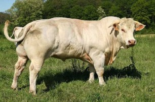 怎样将脂肪酸钙用于夏西本杂交牛育肥？