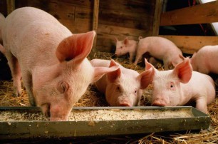 猪颗粒料粒度大小对其生产性能的影响